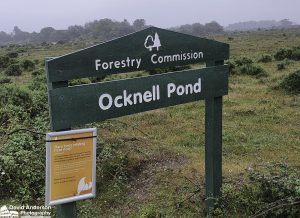 Ocknell Pond New Forest Naturist Walk